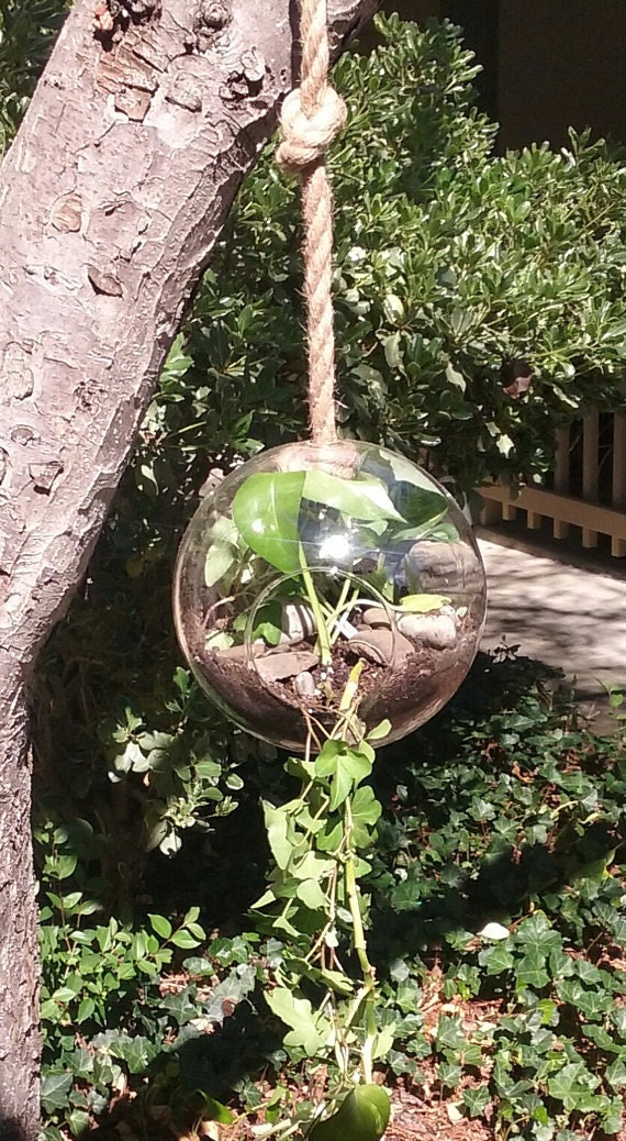 Set of 3 Hanging Large Orb Terrariums With a Strong