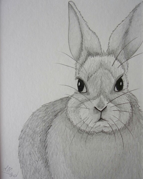 Conejo de lápiz dibujo conejo dibujo dibujo a lápiz dibujo