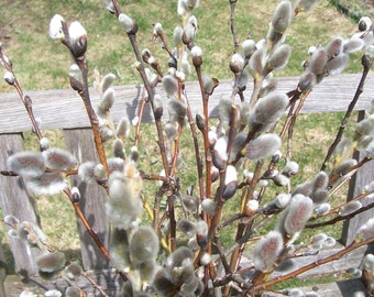 Pussy Willow Branches. Floral arrangements, bouquet, craft supplies, dried flowers, centerpiece, wedding.