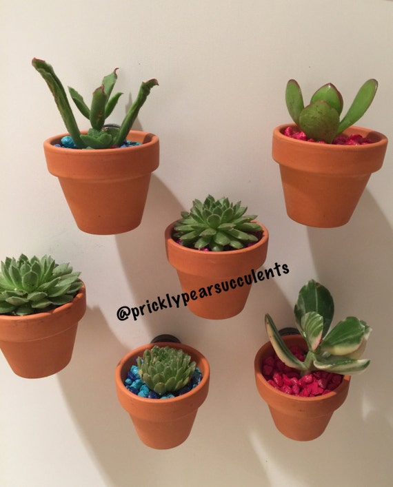 Fridge terra cotta pots by PricklyPearSucculent on Etsy