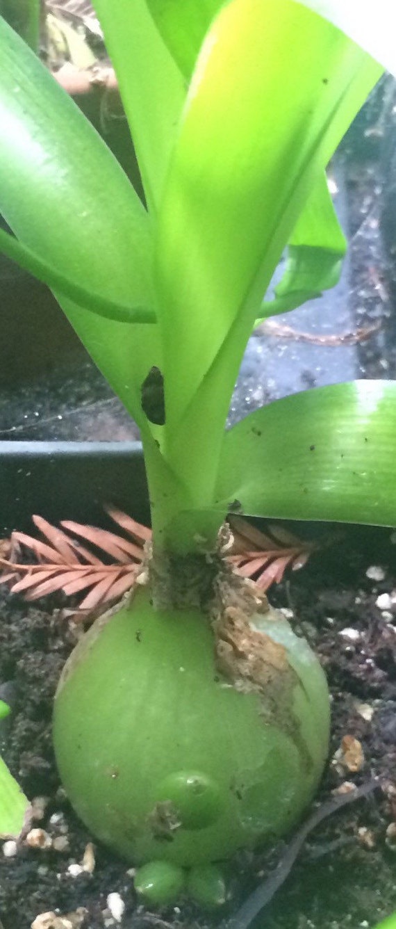 Pregnant Onion Houseplant Succulent Cactus Fun Self