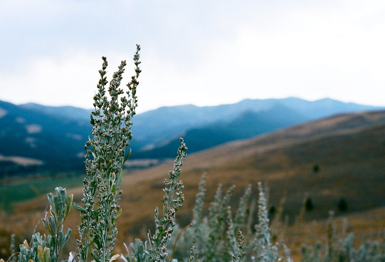 Montana Mountain Sage 35mm Film Photography Print