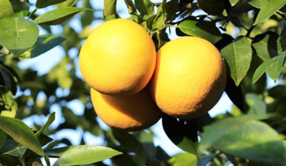 ruby red grapefruit tree for sale ruby red grapefruit tree for sale