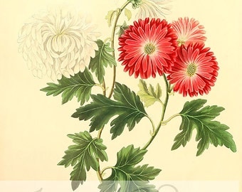 Vintage Floral Digital Image. Floral illustration with red and white flowers, botanical Image for any purpose, digitally use and printable