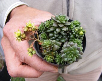 Cremnosedum ‘Little Gem’ Succulent