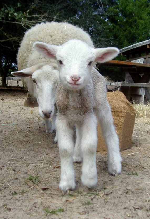 AdoptaGulf Coast Native Sheep