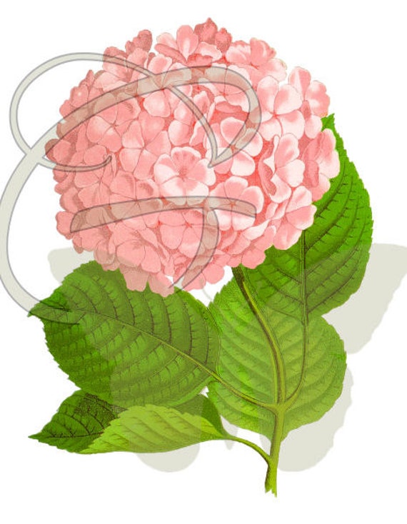 free clip art hydrangea flowers - photo #20