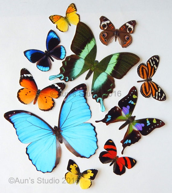 Realistic Paper Butterflies Cut outs Set of 10 paper