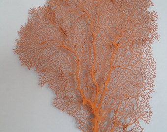 10.5" x 15" Natural Red Color Sea Fan Seashells Reef Coral