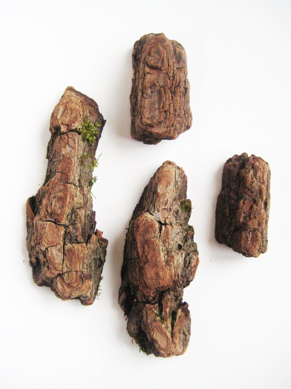 Dried bark driftwood pieces with moss Wood bark slice Nature