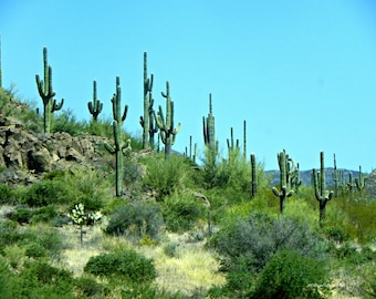 Cactus / Desert Cactus / Western Cactus / Free US Shipping
