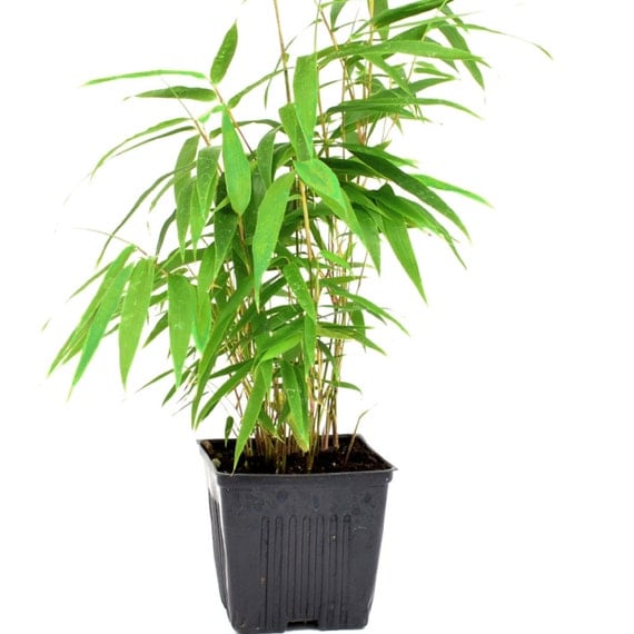 Green Panda Bamboo Live Plant Grown Organic in 4 Inch