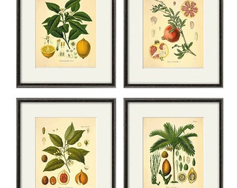 Fruit Wall Decor fruit wall decor | etsy Fruit Wall Decor fruit wall decor | etsy