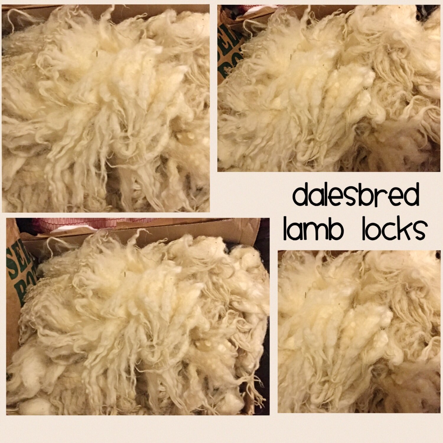 DALESBRED LAMB Fleece 100200g British breed raw fleece