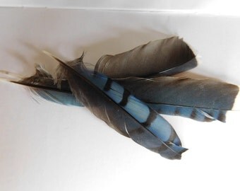 Blue jay wings | Etsy