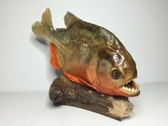 HUGE 9 Taxidermy PIRANHA 23cm Dry Red Bellied Piranhas