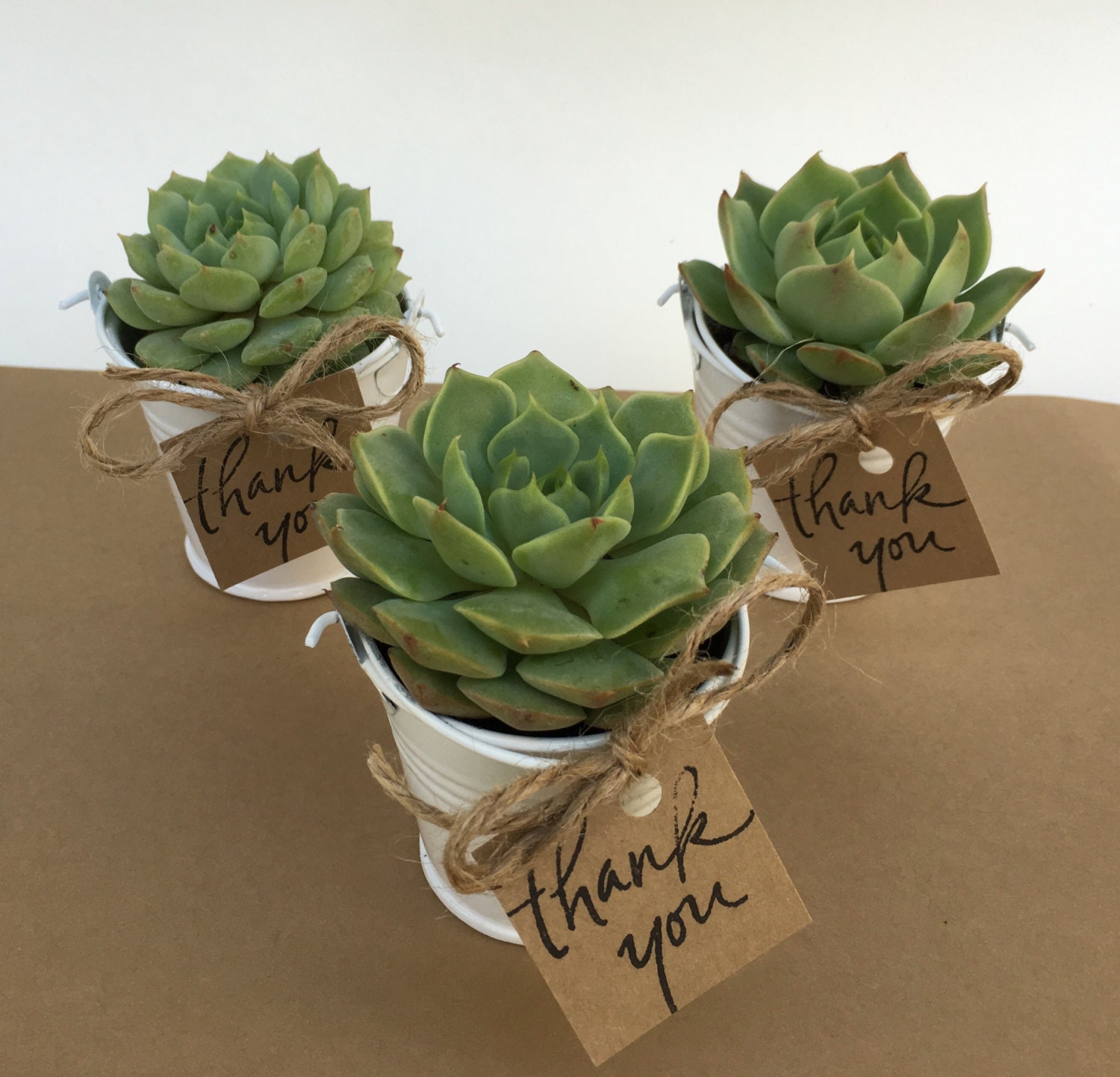 12 Succulent Wedding FavorsSucculentsSucculent Party