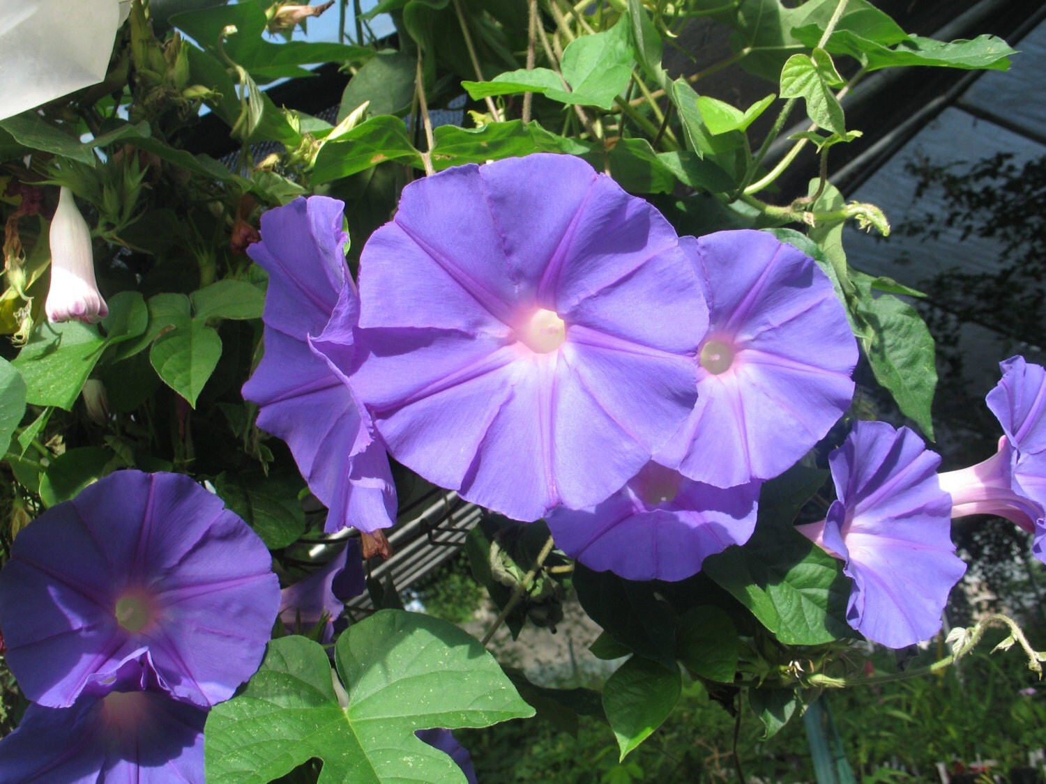 Morning Glory acuminata Blue Dawn perennial Pint by Georgiavines