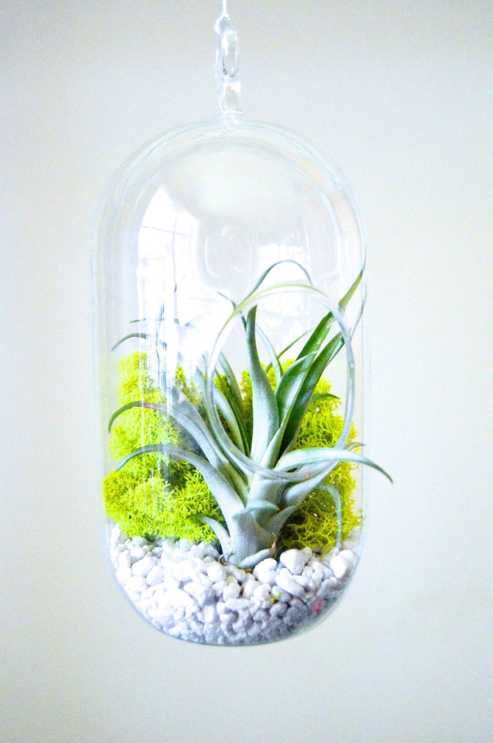 Air Plant Terrarium Kit Hanging Glass Terrarium by TierraSolStudio
