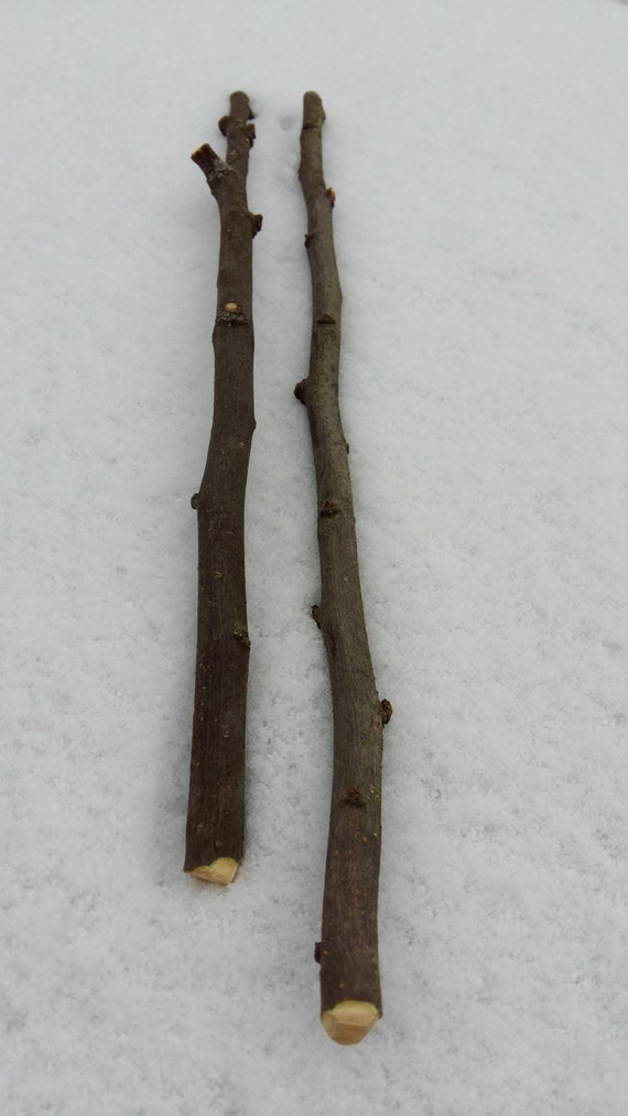 Crabapple wand crab apple wood supplies tree sticks by goodieshill