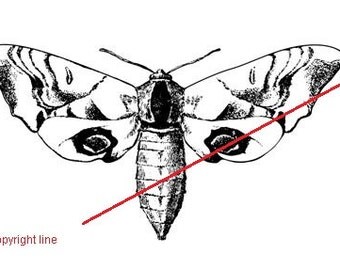 Vintage moth - temporary tattoo