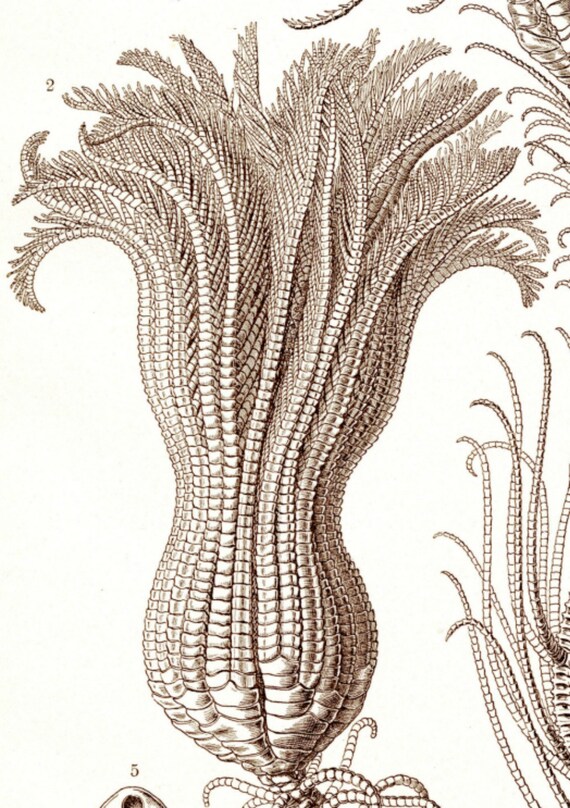 Sea Lilies Scientific Art Art Scientific Lilies Art Sea