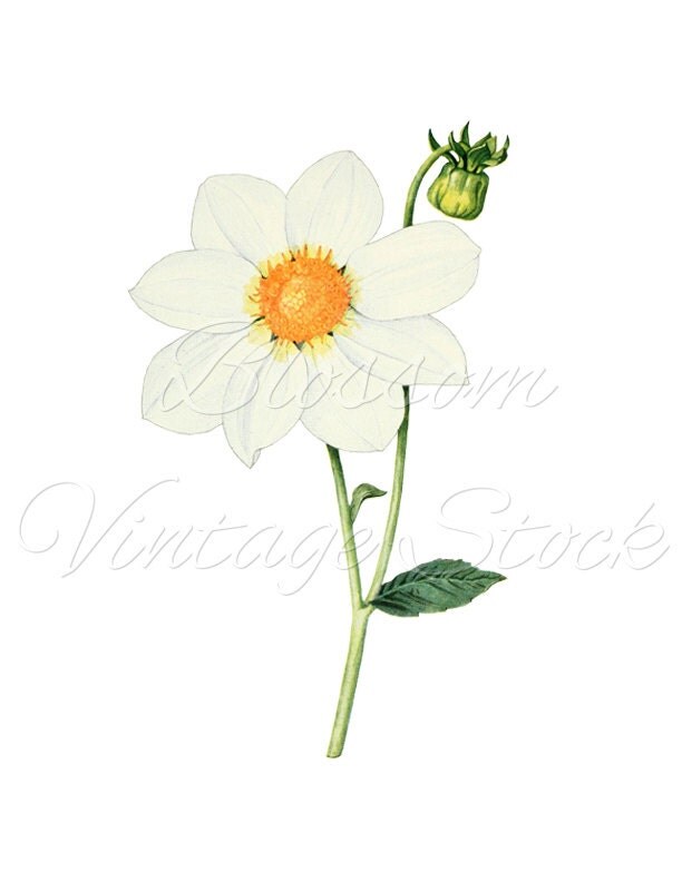 White Flower Clipart White Flower PNG Illustration Daisy