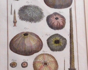 Four antique engravings from France-- Mollusks from "Histoire Naturele" 1792