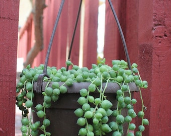 pearls string succulent plants succulents plant hanging cuttings planter