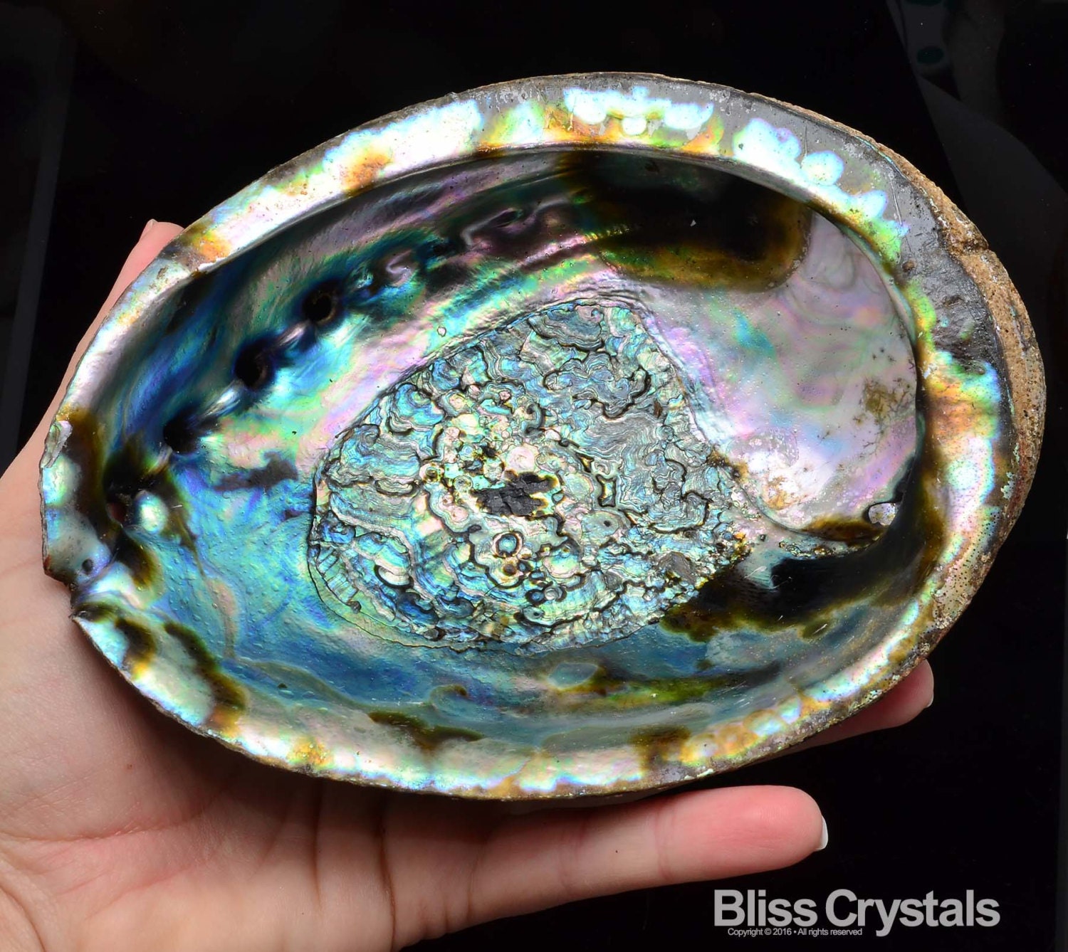 6 XL Sacred ABALONE SHELL for Smudging Incense by BlissCrystals