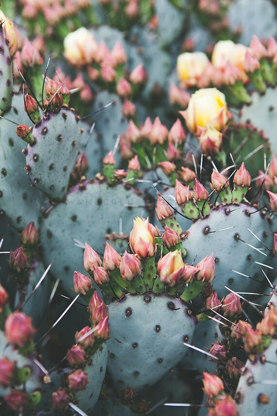 Cactus Photography Bohemian Print Southwest Print Desert