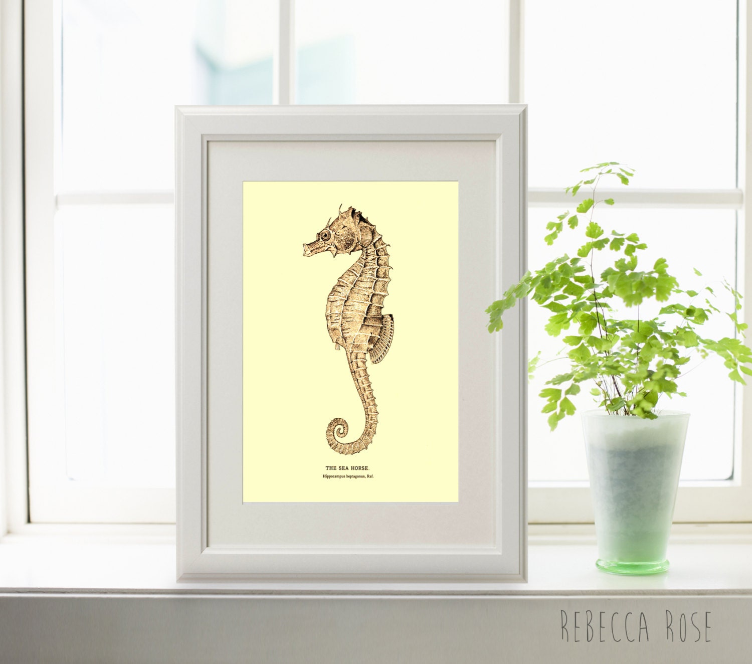 Vintage Seahorse Print Fine Art Print Nature Wall Art