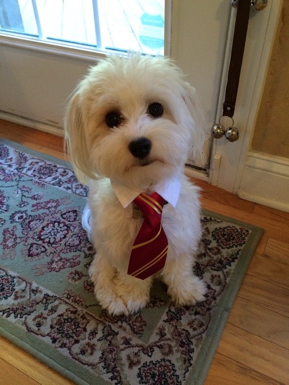 Harry Potter Inspired Gryffindor Striped Dog Tie & Shirt