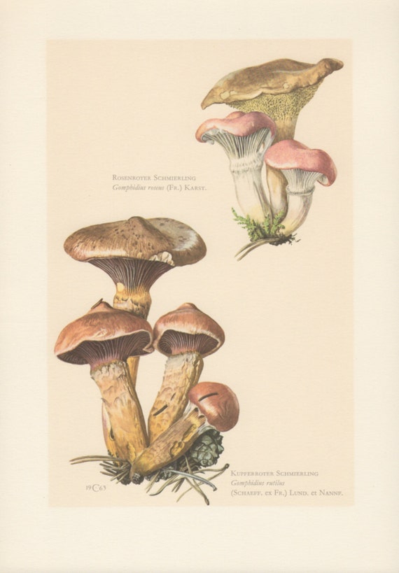 1963 Mushroom Print Fungi Illustration Gomphidius roseus
