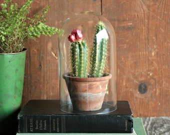 Vintage Glass Cloche Dome, Glass Dome Display, Glass Terrarium, Succulent Terrarium, Bell Jar, Loft Succulent Planter, Terrarium Container