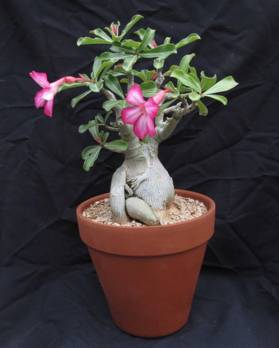 Large Adenium obesum Desert Rose African Succulent Large