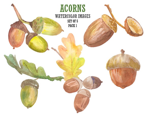 Acorn coupon code