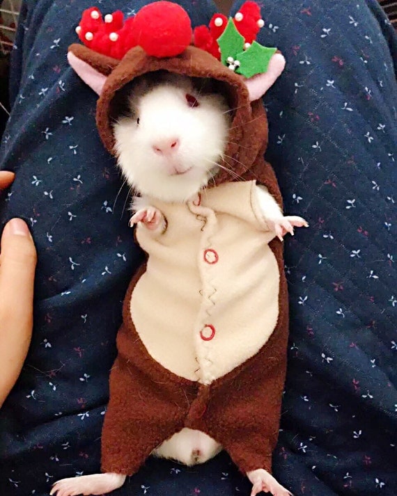 Guinea Pig Christmas Costumes 