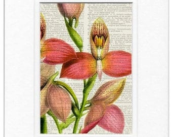 orchid flower dictionary page print