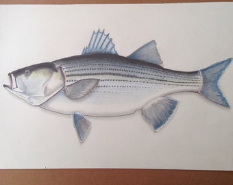 The striped bass | Etsy