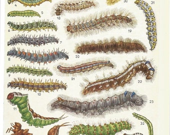 Items similar to 11x17 Vintage Science Plate Poster. Insects ...