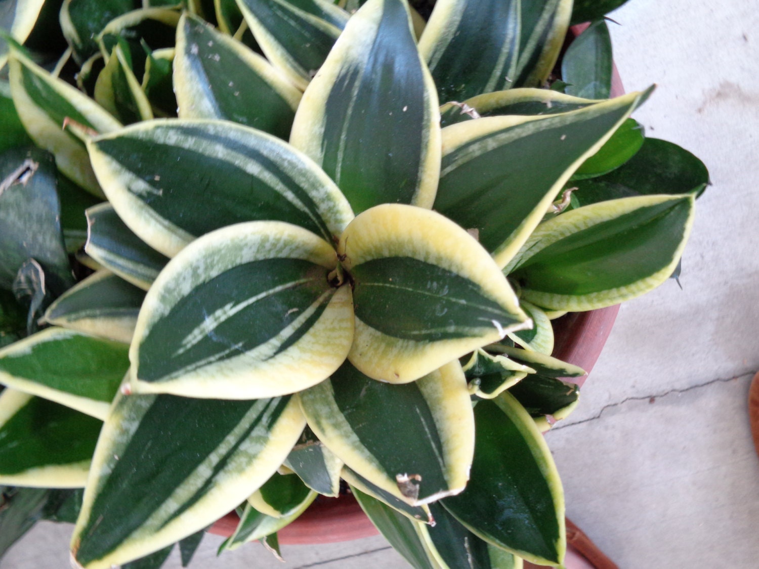 Sansevieria Hahnii variegata aka Golden Bird's