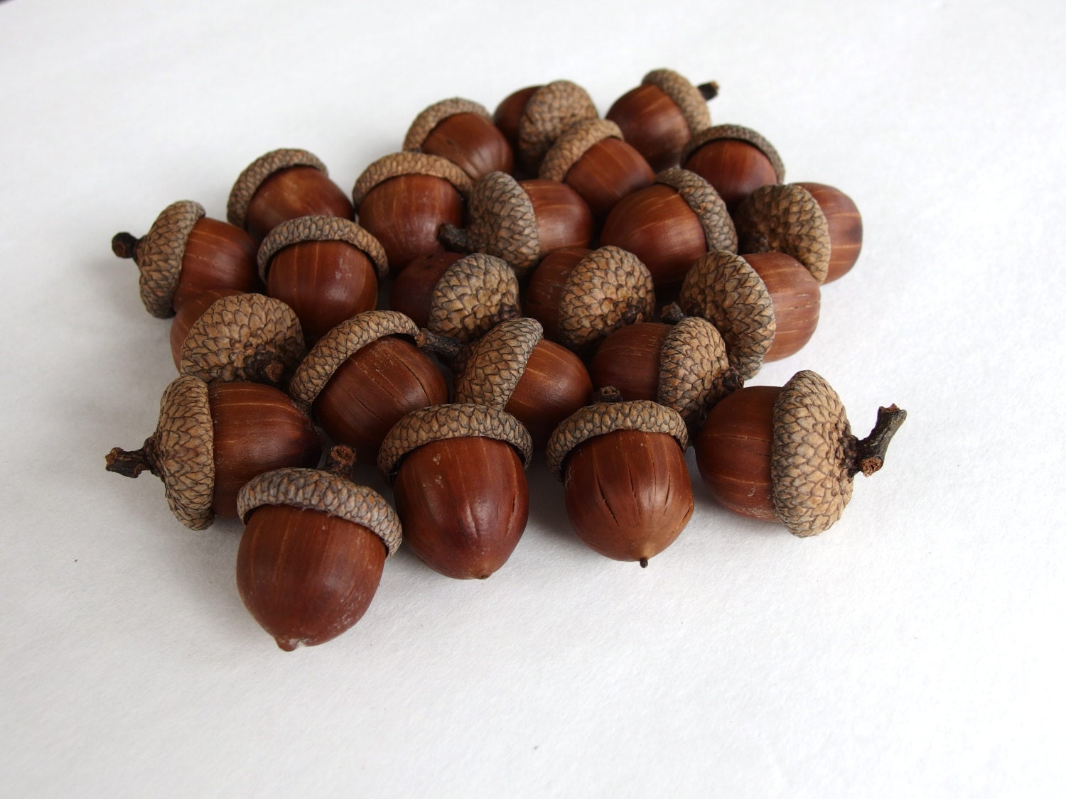WIDE Acorns Extra Large Acorns Jumbo Natural Acorns Real