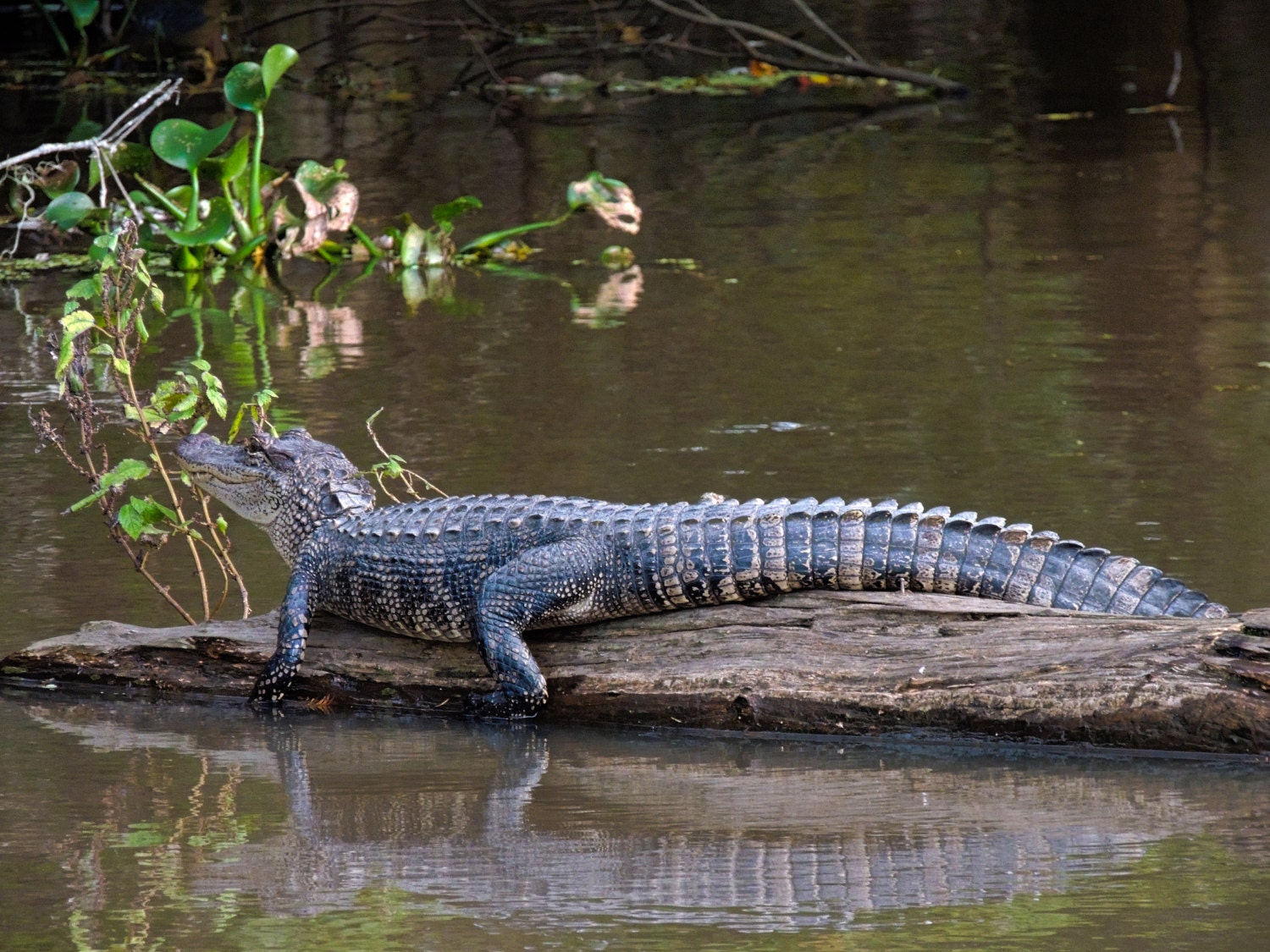 Sunbathing...gator in bayou gator on log photo of alligator