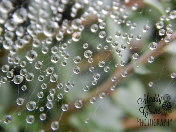 Dew drops Photograph, Spiderweb Photograph,  4 x 6