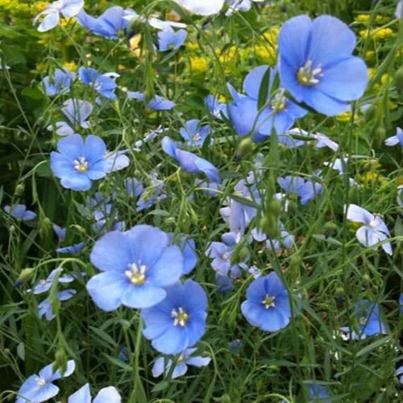 Blue Flax Flower Seedslinum Rubrumannual 75 5269