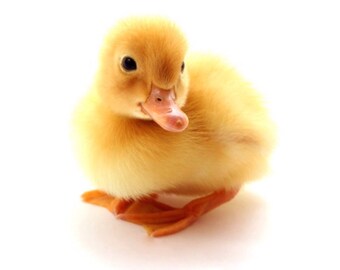 German flash cards. German learning flashcards. Alphabet flashcards, farm animals flash cards. ABC flash cards. Learn to read. See and learn