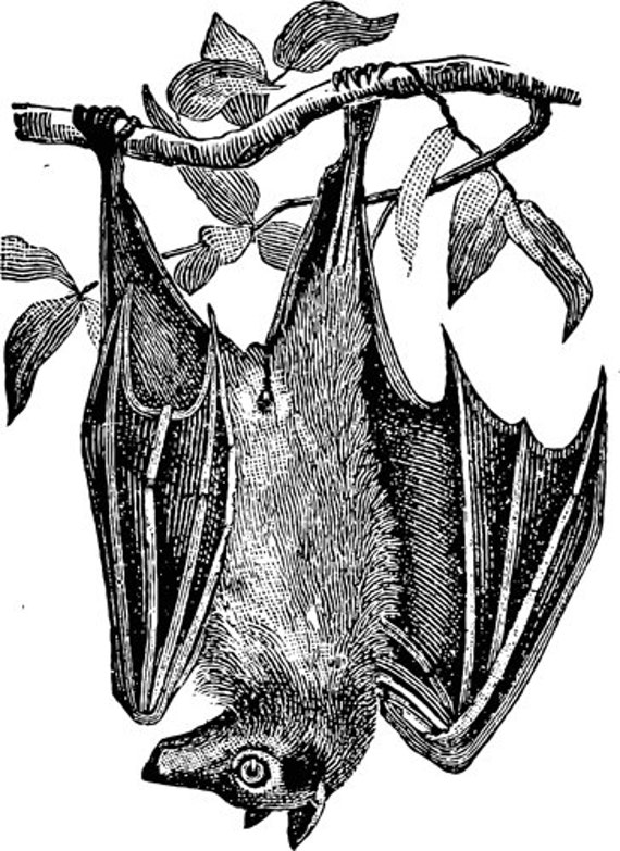 Bat hanging in a tree vintage art printable animal