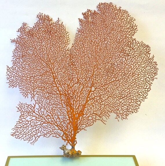 Beach Decor Natural Dried Sea Fan 11 wide by SeashellCollection