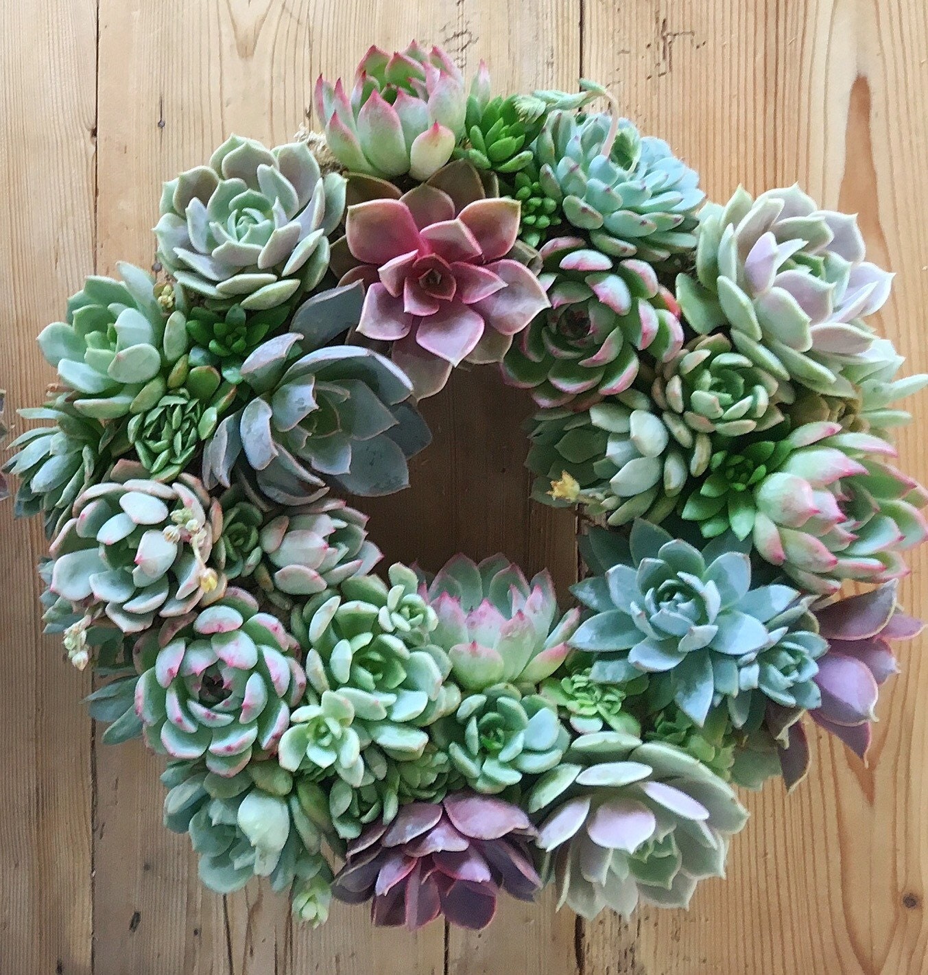 XL 14 Succulent Wreath our Gabrielle Wreath